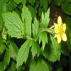 Gewöhnliches Nelkenwurz (Geum urbanum)