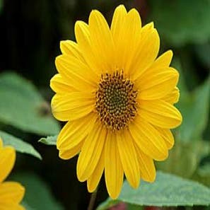 Sonnenblume (Helianthus decapetalus 'Capenoch Star')
