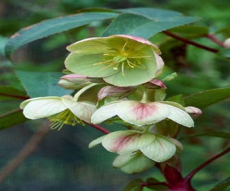 Nieswurz (Helleborus sternii)