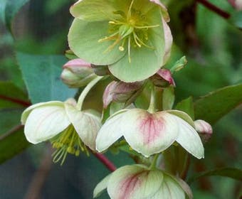 Nieswurz (Helleborus sternii)