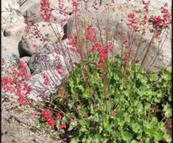 Purpurglöckchen (Heuchera sanguinea 'Leuchtkaefer')