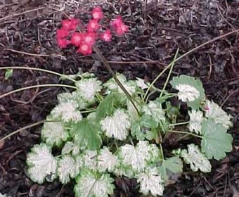 Purpurglöckchen (Heuchera sanguinea 'Snow Storm')