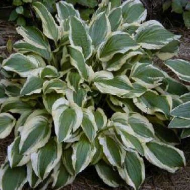 Hosta 'Ground Master' (Funkia/Hartlelie)
