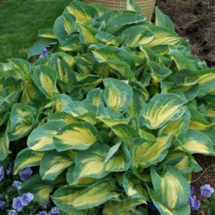 Hosta sieboldiana 'Great Expectations' (Funkia/Hartlelie)