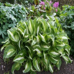 Hosta 'Undulata Mediovariegata' (Funkia/Hartlelie)