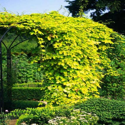 Europäische Hopfen (Humulus lupulus 'Aureus')