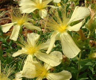 Hertshooi (Hypericum olympicum (polyphyllum))