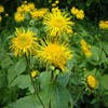 Griechischer Alant (Inula helenium)