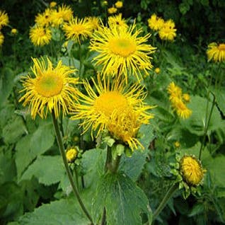 Griechischer Alant (Inula helenium)