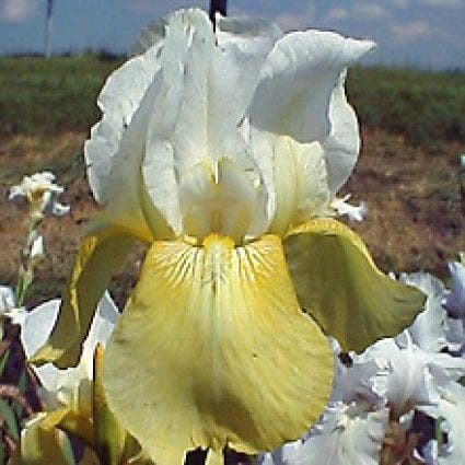 Schwertlilie (Iris 'Germanica-hybrid Pinnacle')