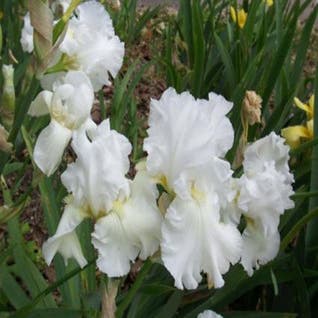 Hohe Bartiris (Iris (G) 'White Knight')