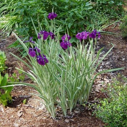 Japanische Schwertlilie (Iris ensata 'Variegata')