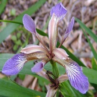 Rinderbratenpflanze (Iris foetidissima)