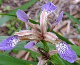 Rinderbratenpflanze (Iris foetidissima)