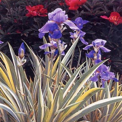 Dalmatinische Iris (Iris pallida 'Variegata')