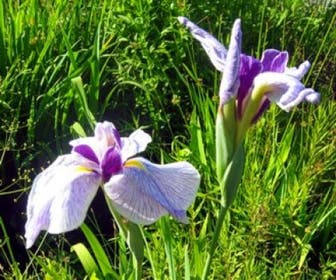 Japanische Iris (Iris ensata)