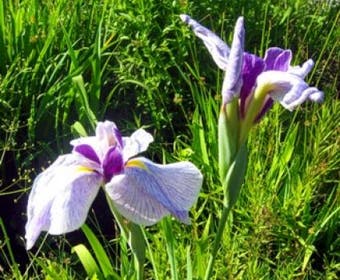 Japanische Iris (Iris ensata)