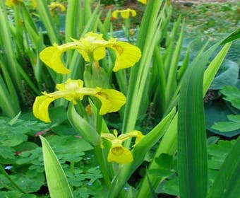 Iris (Iris pseudacorus 'Variegata')