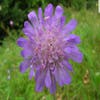 Wiesenknautie (Knautia arvensis)