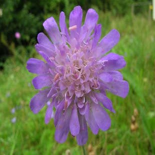 Wiesenknautie (Knautia arvensis) BIO