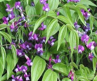 Prachtwicke (Lathyrus vernus)