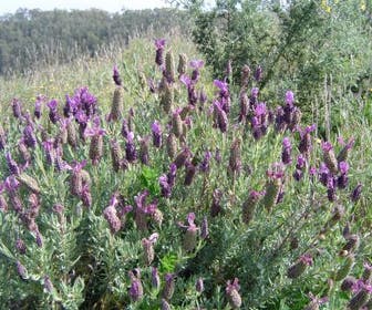 Feder-Lavendel (Lavandula 'Helmsdale')