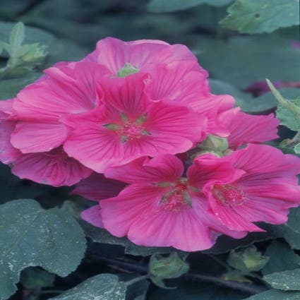 Strauchmalve (Lavatera 'Bredon Springs')
