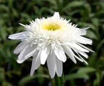 Herbstmargerite (Leucanthemum 'Wirral Supreme')