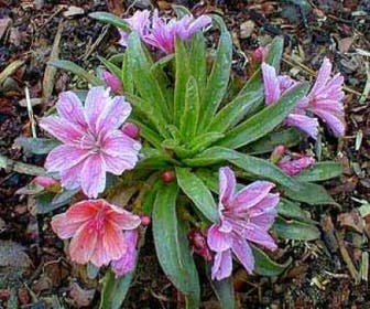 Bitterkraut (Lewisia 'Little Plum')