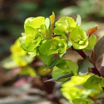 Wolfsmilch (Euphorbia amygdaloides 'Purpurea')