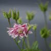 Akelei (Aquilegia 'Nora Barlow')