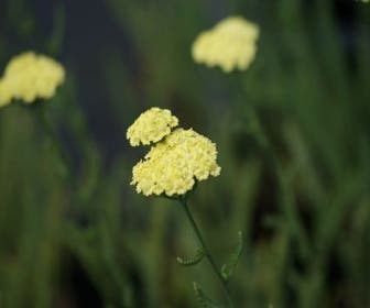 Duizendblad (Achillea 'Taygetea')