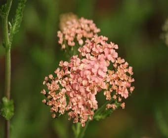 Schafgarbe (Achillea millefolium 'Lachsschonheit')
