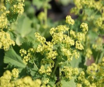Frauenmantel (Alchemilla vulgaris)