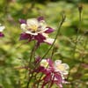 Akelei (Aquilegia 'Dragonfly Hybrids')