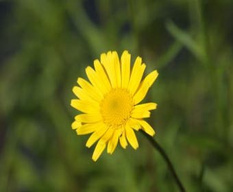 Koeienoog (Buphthalmum salicifolium)