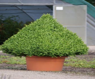 Buchsbaum als Pyramide (Buxus sempervirens)