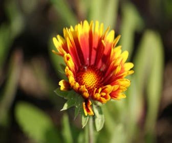Kokardenblume (Gaillardia 'Kobold') BIO