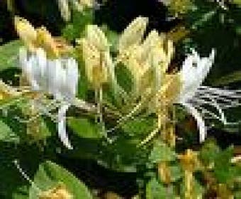 Geißblatt (Lonicera japonica 'Halliana')