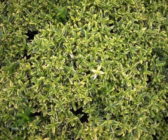 Kardinalhut (Euonymus japonicus 'Microphyllus Aureovariegatus')