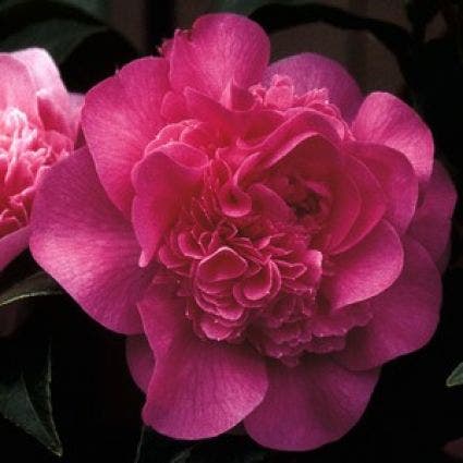 Camellia (Camellia 'Debbie')
