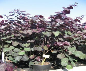 Judasbaum als Strauch (Cercis canadensis 'Forest Pansy')
