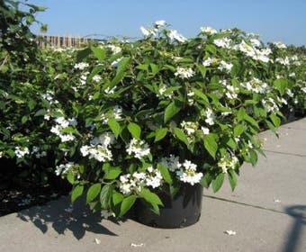 Schneeball (Viburnum plicatum 'Summer Snowflake')