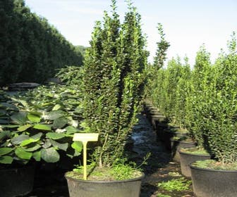 Japanische Stechpalme (Ilex crenata 'Fastigiata')