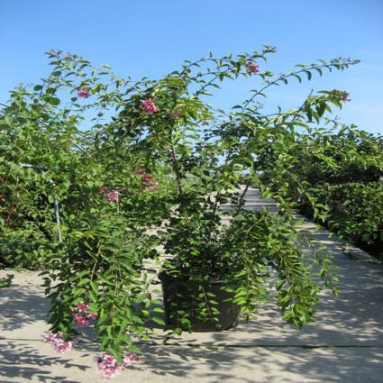 Flieder (Syringa microphylla 'Superba')