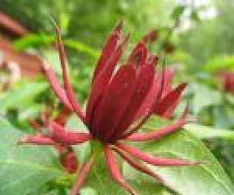 Gewürzstrauch (Calycanthus floridus)