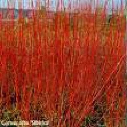 Hartriegel (Cornus alba 'Gouchaultii')