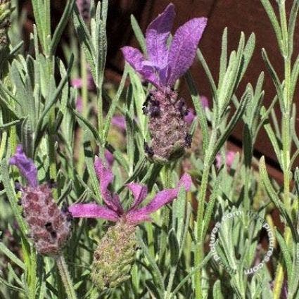 Feder-Lavendel (Lavandula 'Helmsdale')