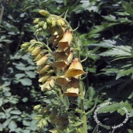 Fingerhut (Digitalis grandiflora)