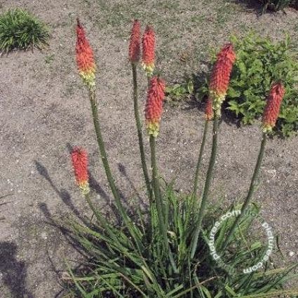 Feuerpfeil/Fackellilie (Kniphofia uvaria 'Grandiflora')